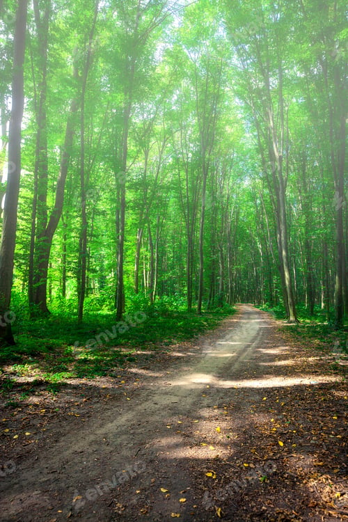 Preview: Beautiful Green Forest