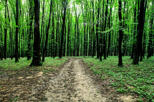 Preview: Beautiful Green Forest