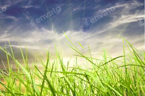 Preview: Field Green Grass Isolation On The Sky Backgrounds