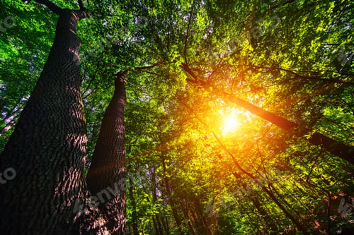 Preview: Beautiful Green Forest