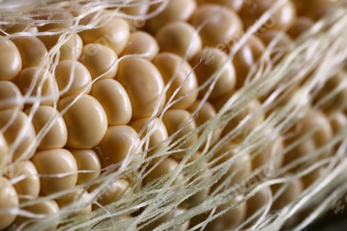 Preview: Corn Cob Young Macro
