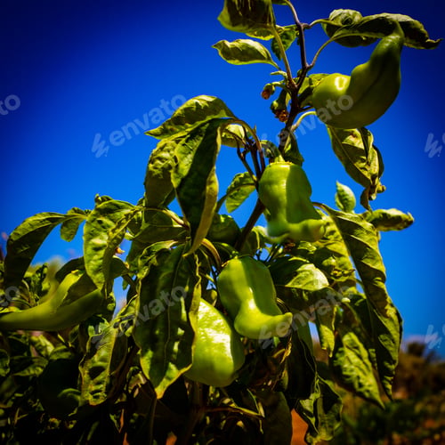 Preview: Ripe Green Pepper In Organic Garden