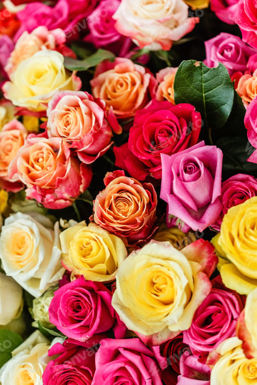Preview: Nice Roses
