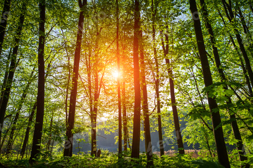 Preview: Beautiful Green Forest