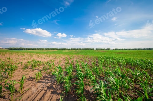 Preview: Corn Field In Sunset