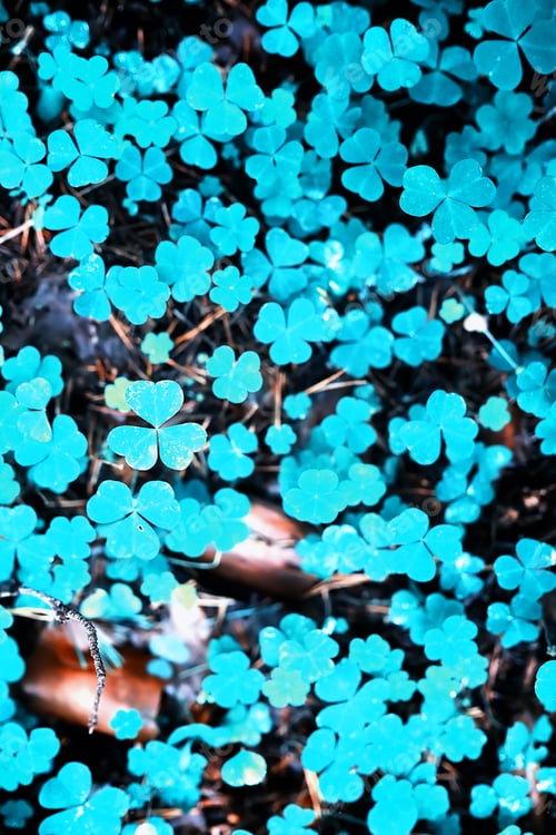 Preview: Background From Plant Clover Four Leaf. Irish Traditional Symbol. St.Patrick Day.