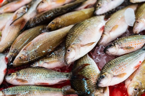 Preview: Fresh, Raw Fish In Grocery