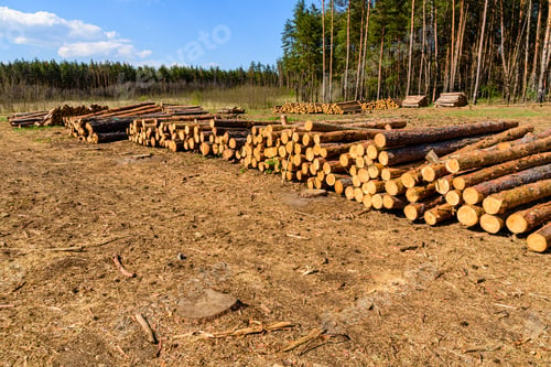 Preview: Stacked Tree Logs Of Pine Wood In Forest. Forest Felling. Timber Storage