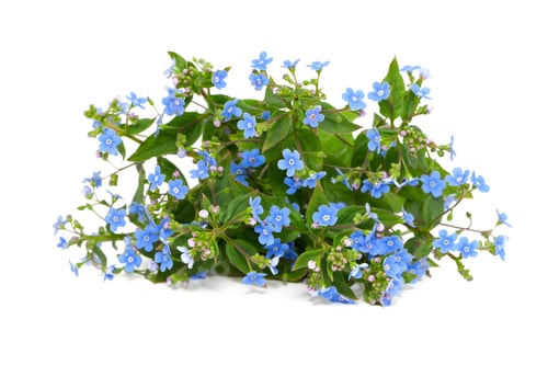 Preview: Forget-Me-Not Flowers On White Background
