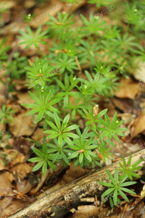 Preview: Green Plants In Forest. Concept Of Wild Nature.