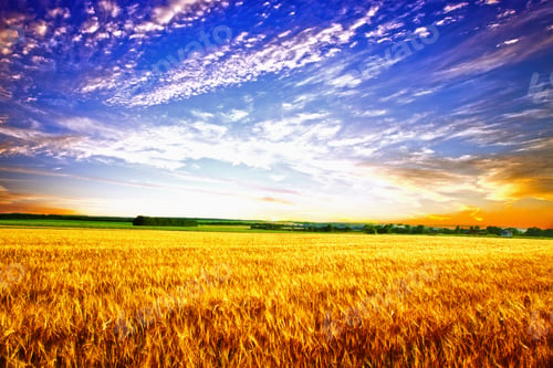 Preview: Beautiful Spring Field With The Blue Sky