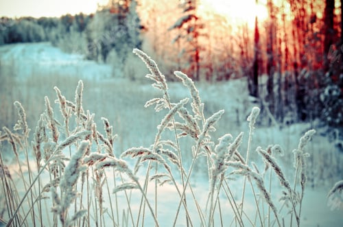 Preview: Winter Landscape.Winter Scene .Frozenned Flower