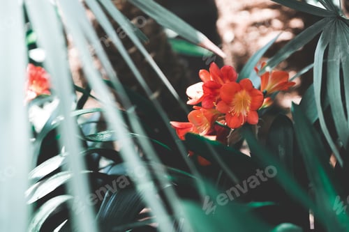 Preview: Blooming Clivia Miniata Plant (Natal Lily, Bush Lily Or Kaffir Lily) In Botanical Garden. Flowering