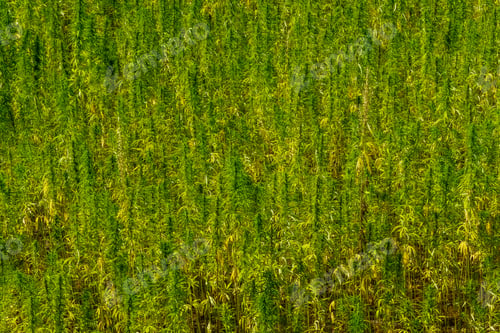 Preview: Background Of The Ripe Medical Cannabis Plant