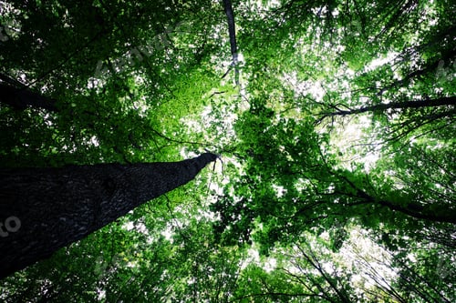 Preview: Forest Trees Nature Green Wood Sunlight Backgrounds