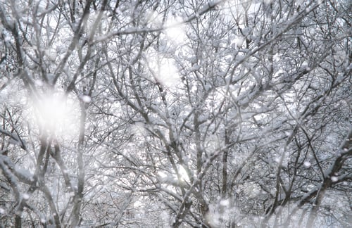 Preview: Winter Park. Landscape In Snowy Weather. January Day.