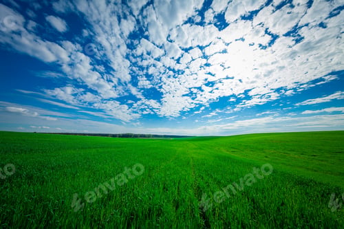 Preview: Green Field And Beautiful Sunset