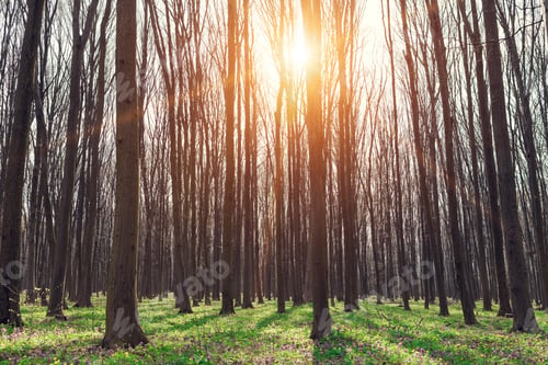 Preview: Beautiful Green Forest
