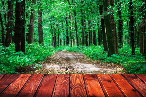 Preview: Sunbeams Pour Into The Autumn Forest