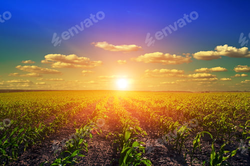 Preview: Green Field And Beautiful Sunset