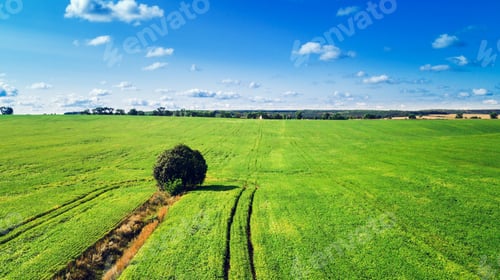 Preview: Green Field And Beautiful Sunset