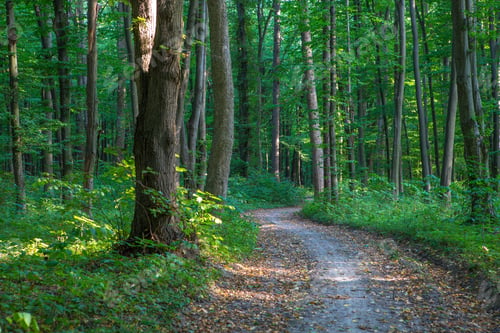 Preview: Forest Trees. Nature Green Wood Sunlight Backgrounds
