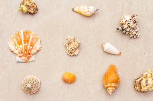 Preview: Seashells Summer Background. Lots Of Different Seashells Piled Together, Top View, Close Up