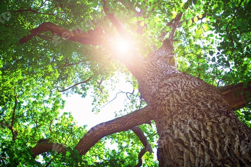 Preview: Forest Trees Nature Green Wood Sunlight Backgrounds