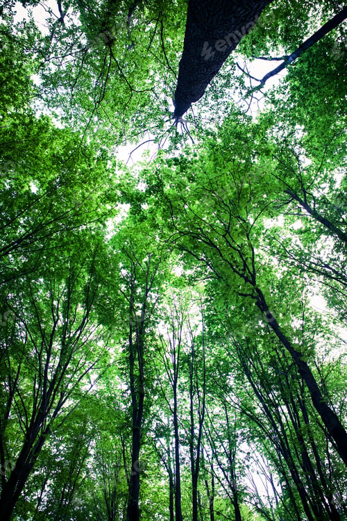 Preview: Forest Trees Nature Green Wood Sunlight Backgrounds
