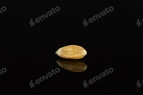 Preview: One Whole Fresh Beige Dinkel Wheat Grain Macro Isolated On Black Glass