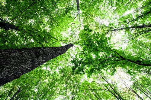 Preview: Forest Trees Nature Green Wood Sunlight Backgrounds