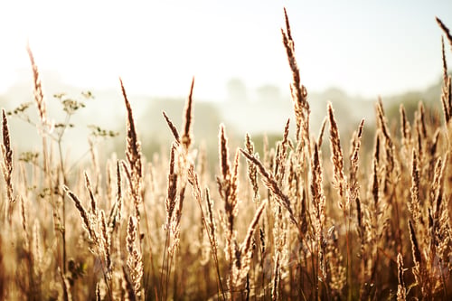 Preview: Wheat Field