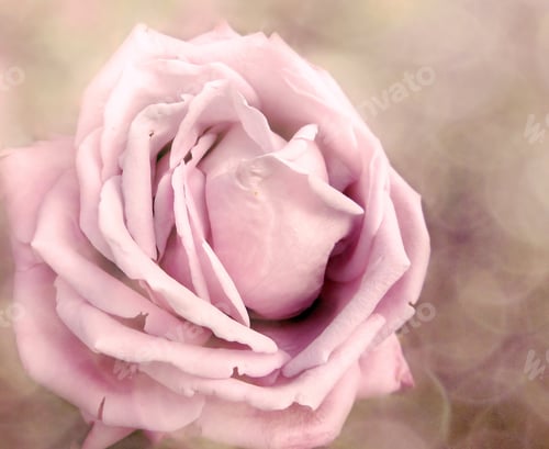 Preview: Rose Flower Background Love Wedding Card With Blurs Lights