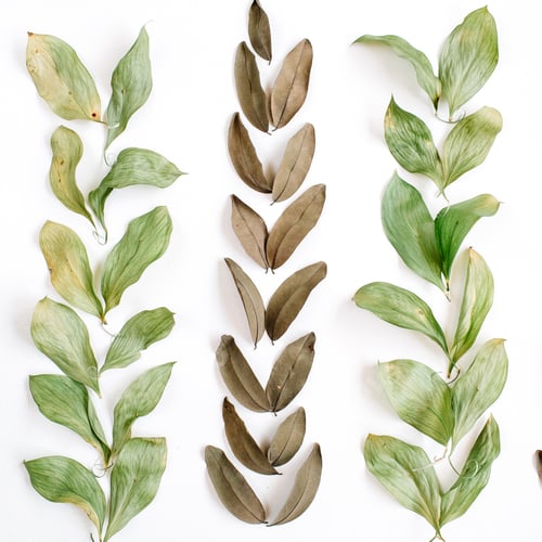 Preview: Green And Brown Leaves On White Background. Flat Lay, Top View. Floral Background.