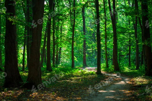Preview: Beautiful Green Forest