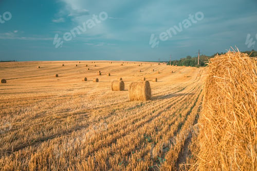 Preview: Wheat Field After Harvest With Straw Bales At Sunset