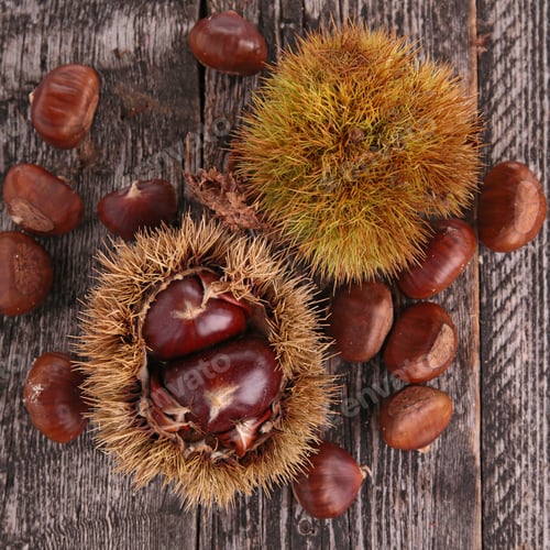 Preview: Chestnut