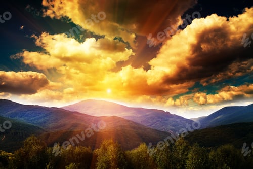 Preview: Pine Tree Forest