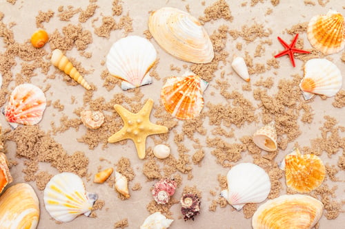 Preview: Seashells Sandy Summer Background. Lots Of Different Seashells Piled Together, Copy Space, Top