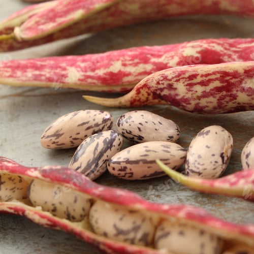 Preview: Fresh Raw Borlotti Beans