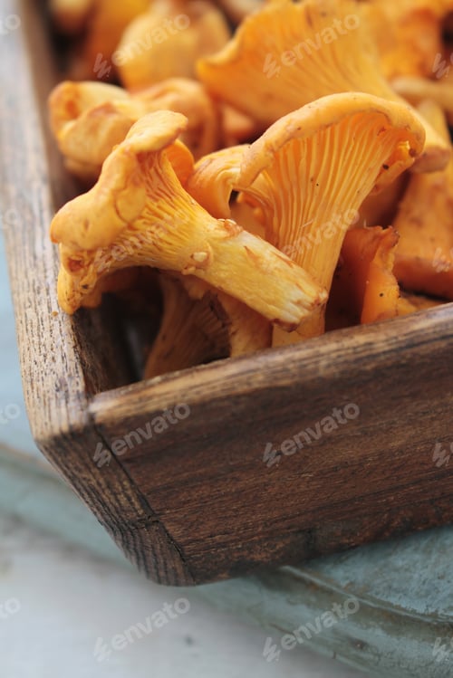 Vista previa: Wild Chanterelle Mushrooms