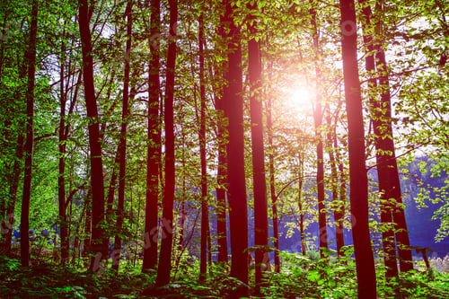 Preview: Beautiful Green Forest