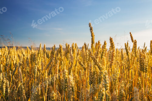 Preview: Wheat Field