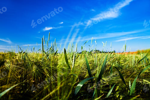 Preview: Beatiful Morning Green Field With Blue Heaven