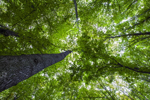 Preview: Forest Trees Nature Green Wood Sunlight Backgrounds