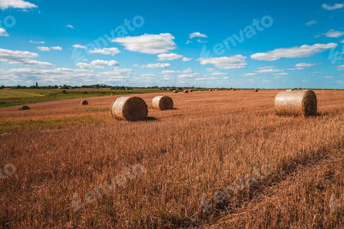 Preview: Wheat Field After Harvest With Straw Bales At Sunset