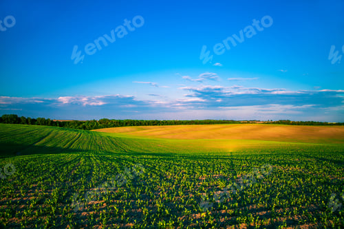 Preview: To Vespers The Field With The Beautiful Setting Of Sun