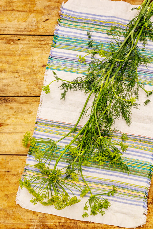 Vista previa: Eneldo joven fresco, inflorescencias y sus verduras. Ingrediente tradicional para cocinar. Madera vieja