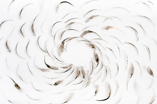 Preview: Frame Of Bird Feathers Pattern. Flat Lay, Top View.