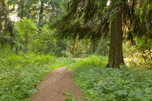 Preview: Pine Forest At Summer Day In The Karelian Isthmus, Russia.